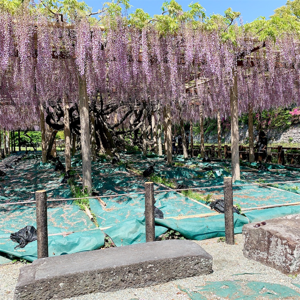 f:id:hotaru_spitz:20210801003026j:image