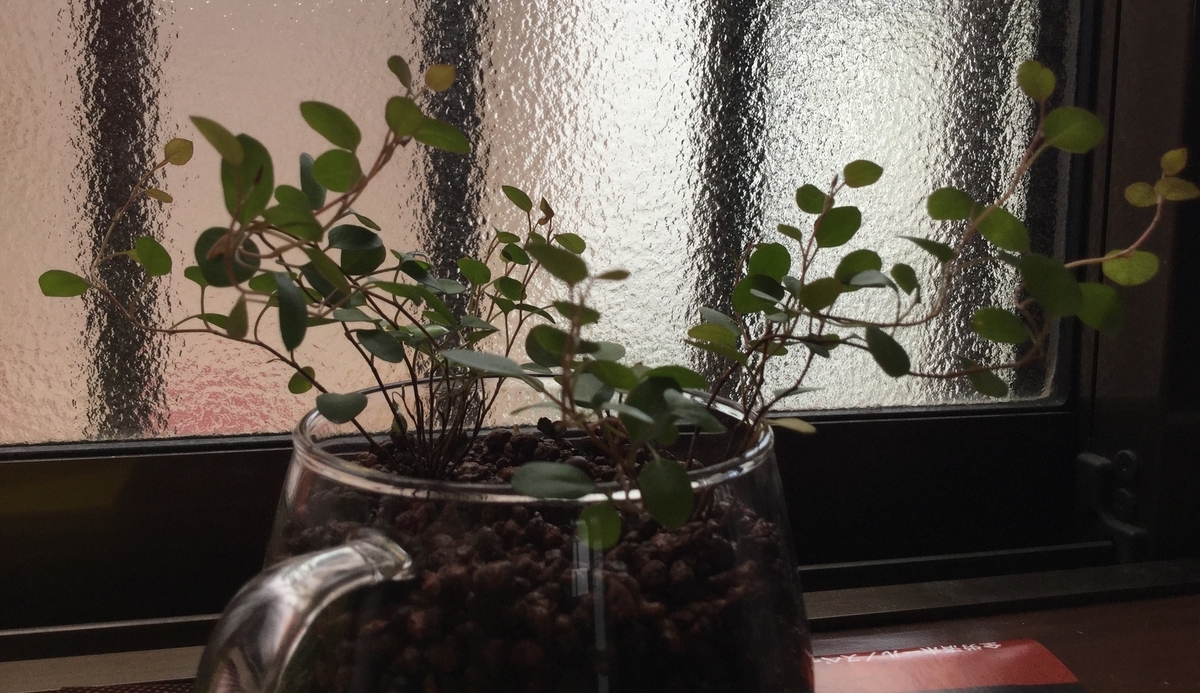 f:id:hotate-issimo:20190608105302j:plain f:id:hotate-issimo:20190608105302j:plain