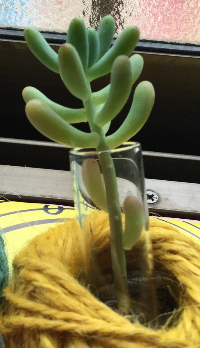 f:id:hotate-issimo:20190608105430j:plain f:id:hotate-issimo:20190608105430j:plain