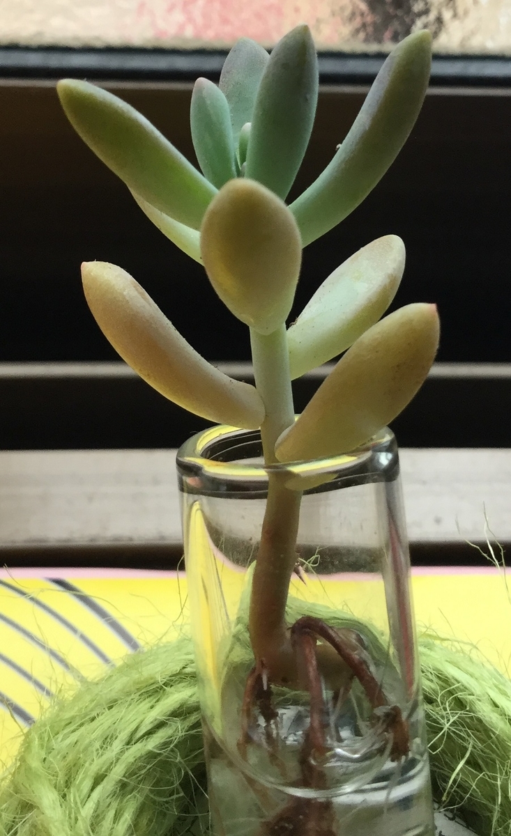 f:id:hotate-issimo:20190608105514j:plain f:id:hotate-issimo:20190608105514j:plain