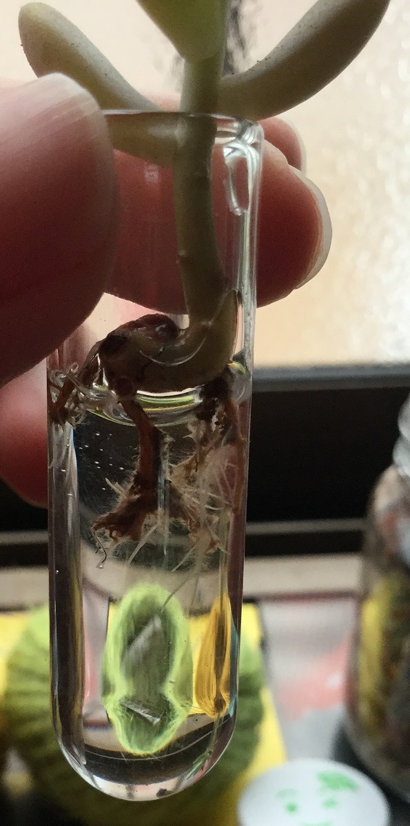 f:id:hotate-issimo:20190608110202j:plain f:id:hotate-issimo:20190608110202j:plain