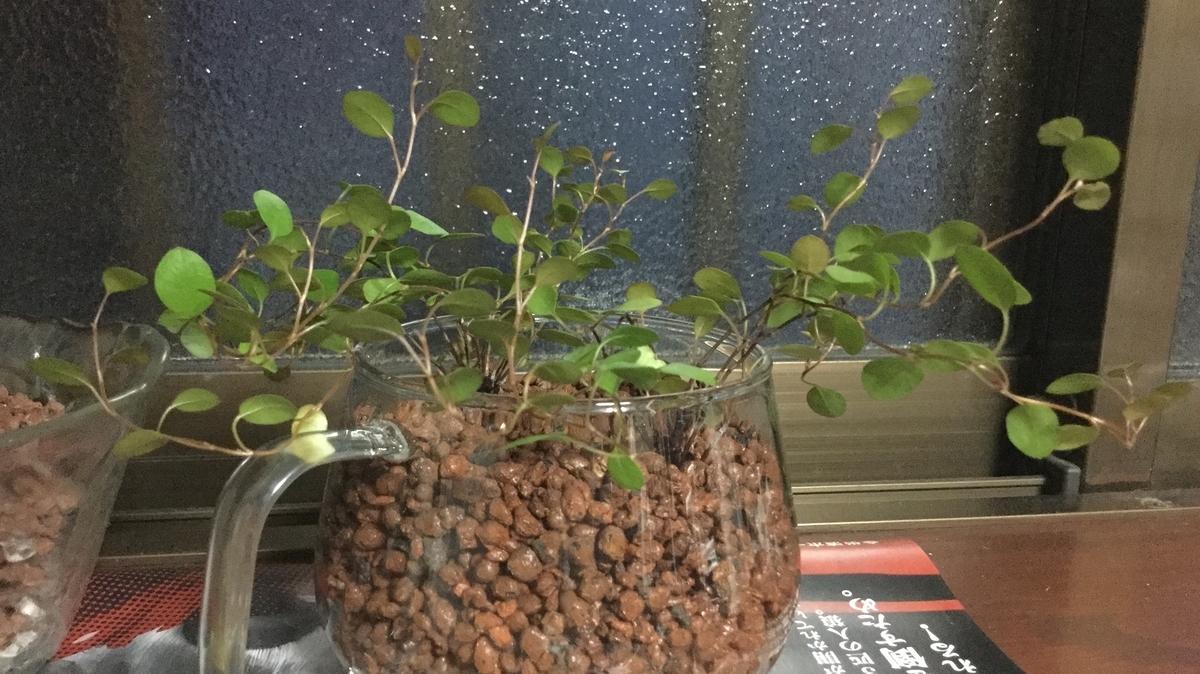 f:id:hotate-issimo:20190703203248j:plain f:id:hotate-issimo:20190703203248j:plain