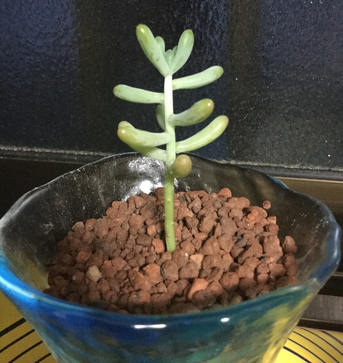 f:id:hotate-issimo:20190703203422j:plain f:id:hotate-issimo:20190703203422j:plain