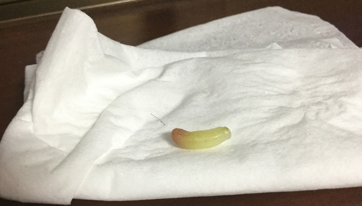 f:id:hotate-issimo:20190703203543j:plain f:id:hotate-issimo:20190703203543j:plain