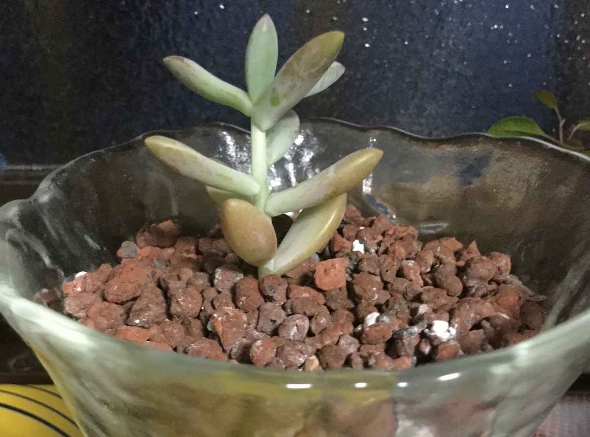 f:id:hotate-issimo:20190703203729j:plain f:id:hotate-issimo:20190703203729j:plain