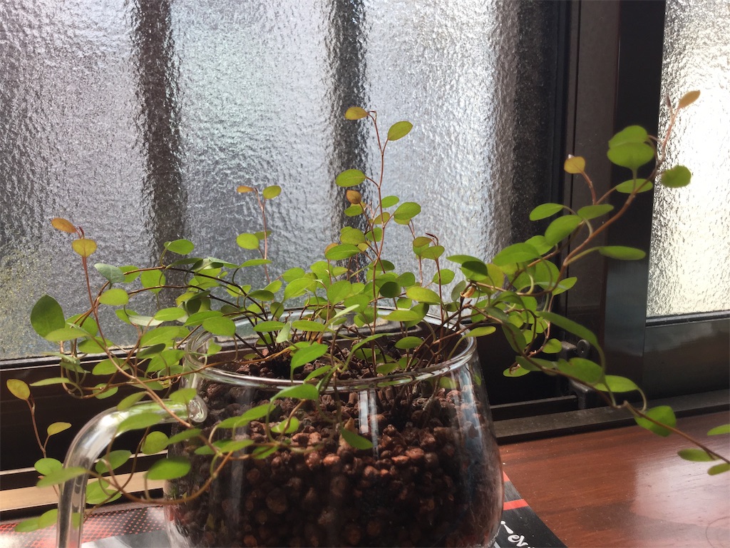 f:id:hotate-issimo:20190807002359j:image f:id:hotate-issimo:20190807002359j:image