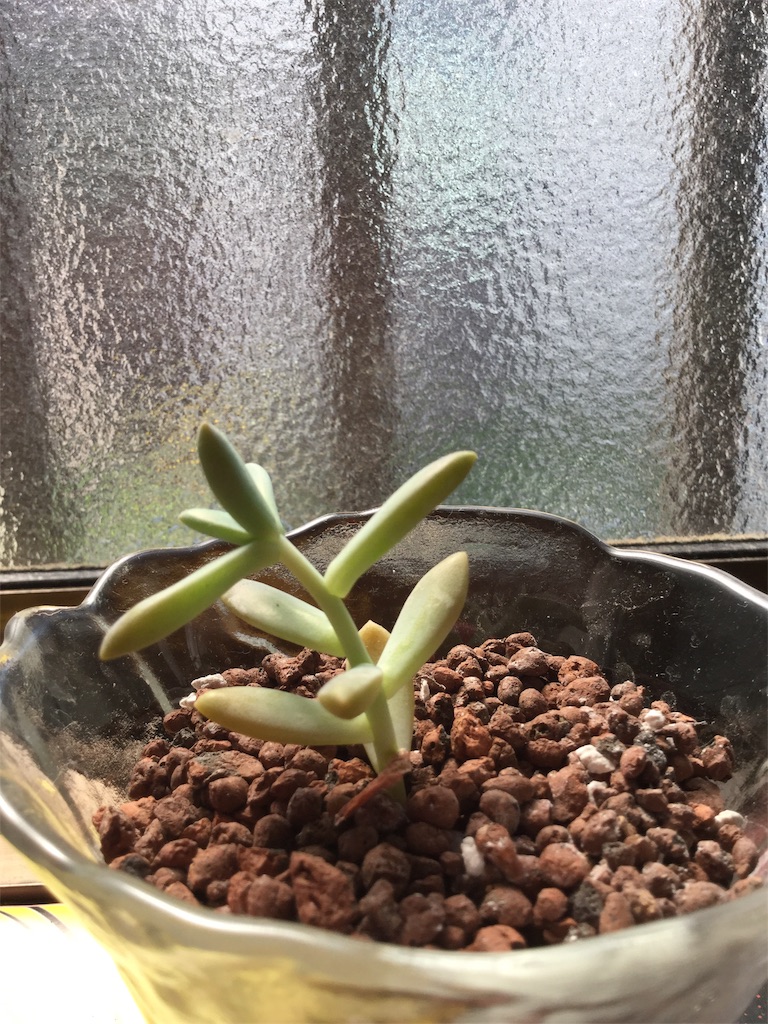 f:id:hotate-issimo:20190807002430j:image f:id:hotate-issimo:20190807002430j:image