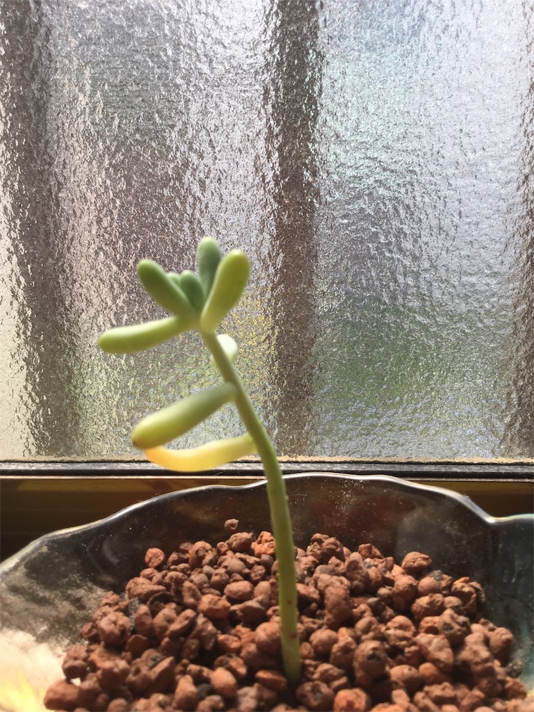 f:id:hotate-issimo:20190807002437j:image f:id:hotate-issimo:20190807002437j:image