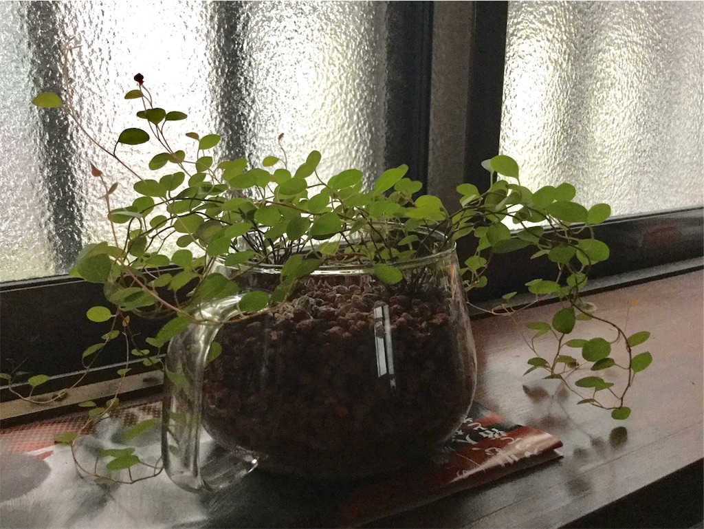 f:id:hotate-issimo:20190913064533j:image f:id:hotate-issimo:20190913064533j:image