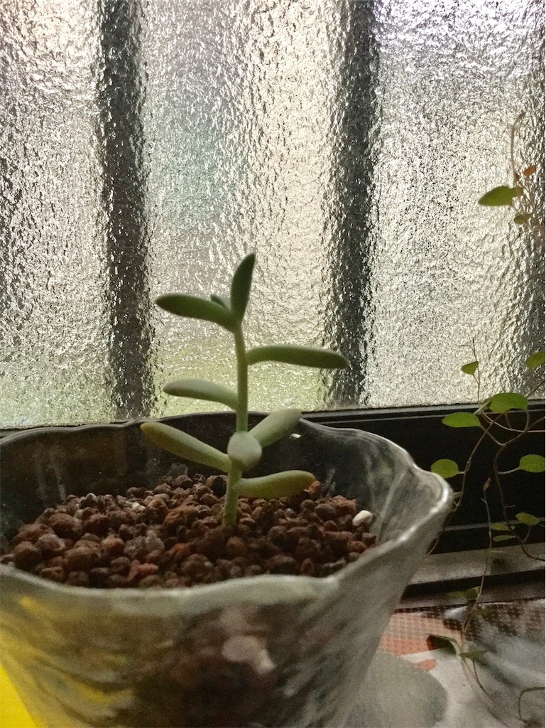 f:id:hotate-issimo:20190913064540j:image f:id:hotate-issimo:20190913064540j:image