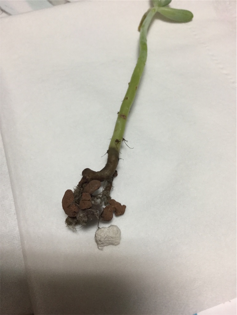 f:id:hotate-issimo:20190913064600j:image f:id:hotate-issimo:20190913064600j:image