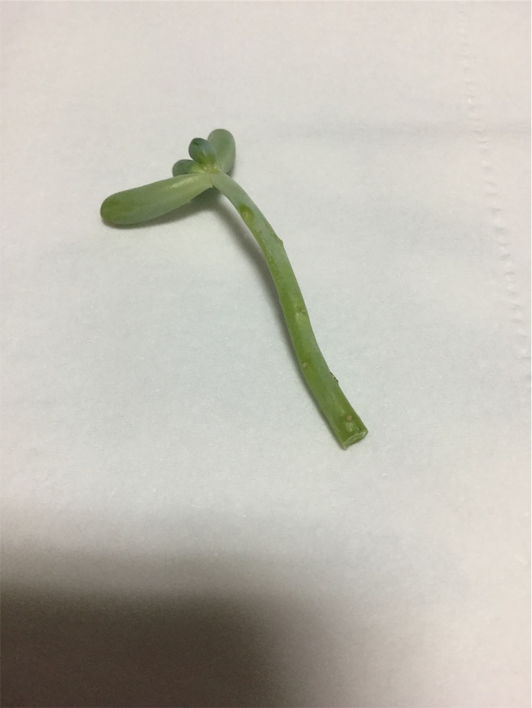 f:id:hotate-issimo:20190913064609j:image f:id:hotate-issimo:20190913064609j:image