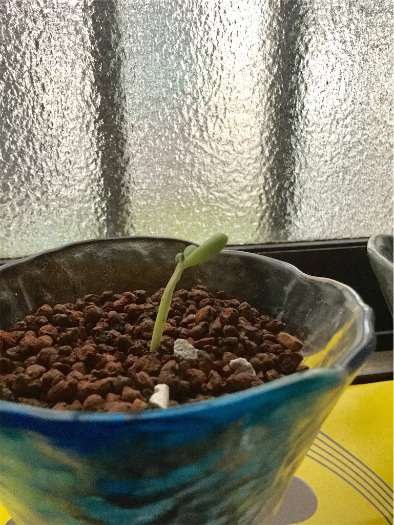 f:id:hotate-issimo:20190913064620j:image f:id:hotate-issimo:20190913064620j:image