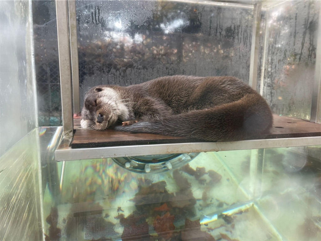 f:id:hotawo:20211215214923j:image