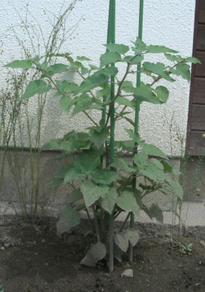 CIMG5746.JPG