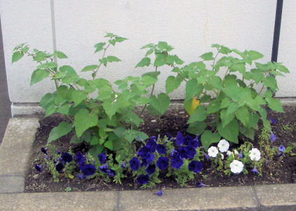 CIMG5738.JPG
