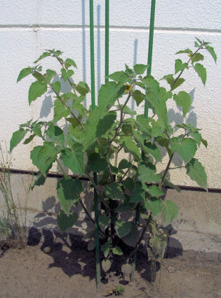 CIMG9604.JPG