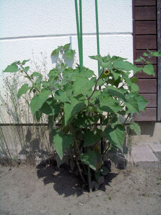 CIMG9605.JPG