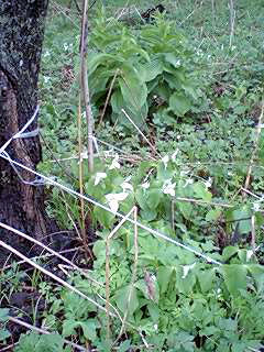 070520_1130~0002.jpg 070520_1130~0002.jpg