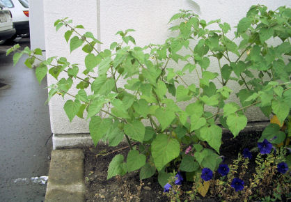 CIMG5090.JPG