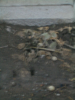 CIMG1257.JPG