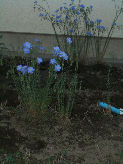CIMG0351.JPG CIMG0351.JPG