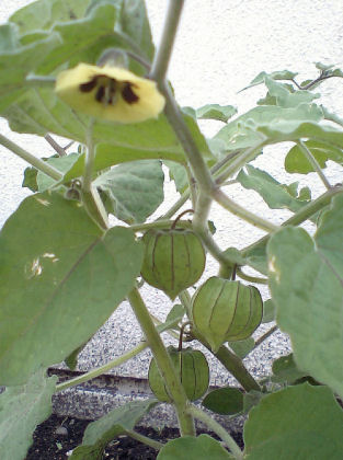 HI370026.JPG HI370026.JPG