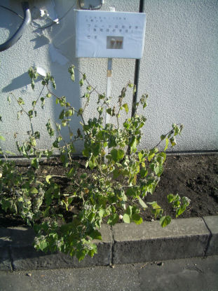 CIMG9518.JPG