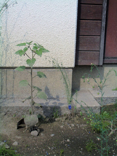 CIMG0939.JPG CIMG0939.JPG