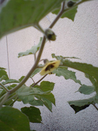 HI370025.JPG HI370025.JPG