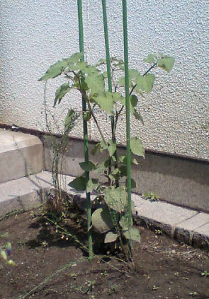 HI370021.JPG HI370021.JPG