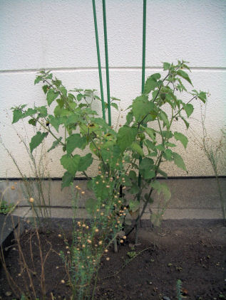 CIMG5094.JPG