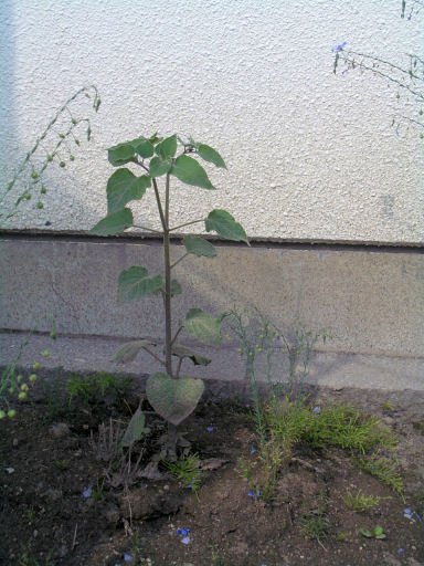 CIMG0938.JPG CIMG0938.JPG