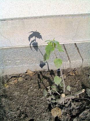 CIMG9530.JPG
