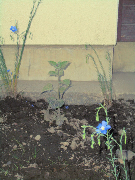 CIMG0350.JPG CIMG0350.JPG