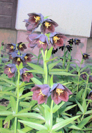 P14黒ユリの花.JPG