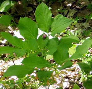 0610_紅花山芍薬.jpg 0610_紅花山芍薬.jpg