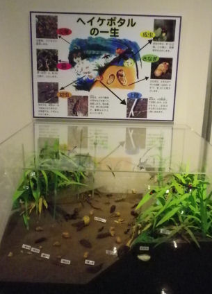 0706_平家ぼたるの一生.jpg