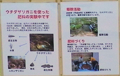 0706_ウチダザリガニその２.jpg