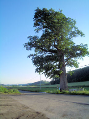 CIMG1379.JPG