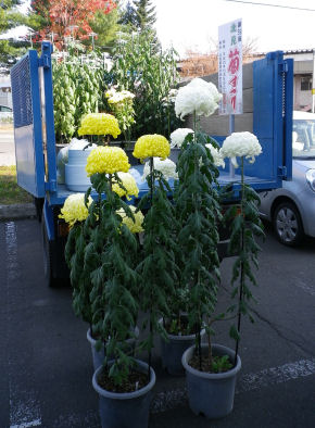 1101_菊まつりの菊.jpg