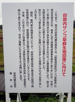 0918_サンゴ草回復に向けて.jpg