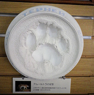 0414_アムール寅の足跡.jpg