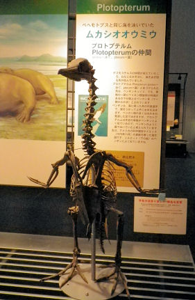 足寄_昔大海鵜.jpg 足寄_昔大海鵜.jpg