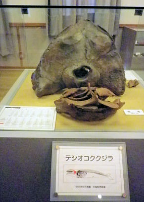 0826_テシオコククジラ.jpg