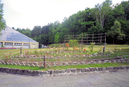 0801_バラ園.jpg
