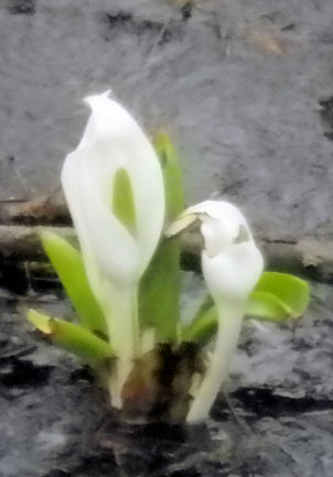 水芭蕉0417.jpg