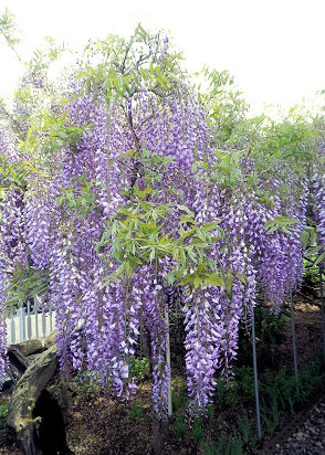 藤の花.jpg