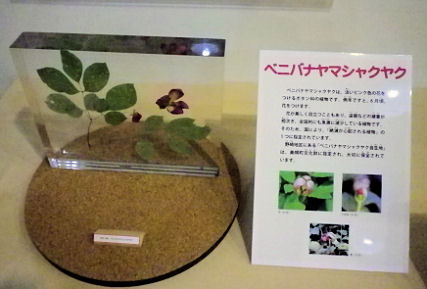 0530_ベニバナヤマシャクヤク（標本）.jpg