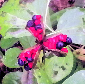 0917_紅花山芍薬.jpg